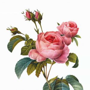 Ilustración Rosas Realistas