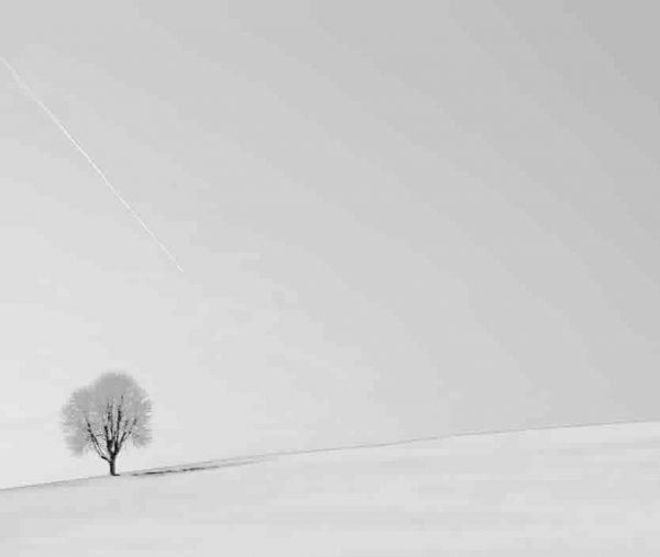 fotografía árbol fondo blanco